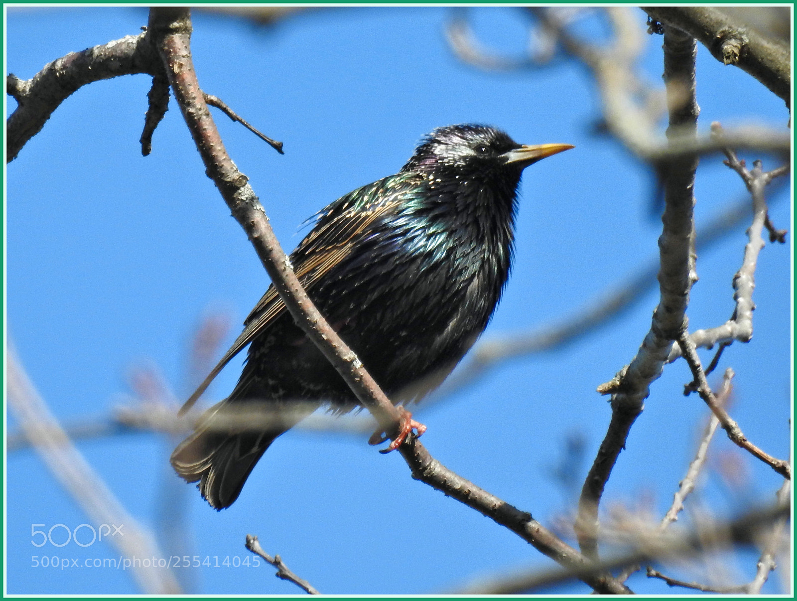Nikon Coolpix P900 sample photo. Spring starling ll photography