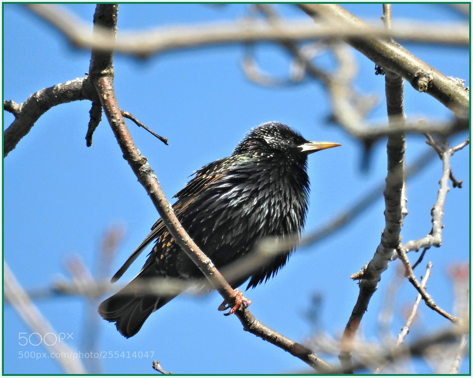 Nikon Coolpix P900 sample photo. Spring starling photography