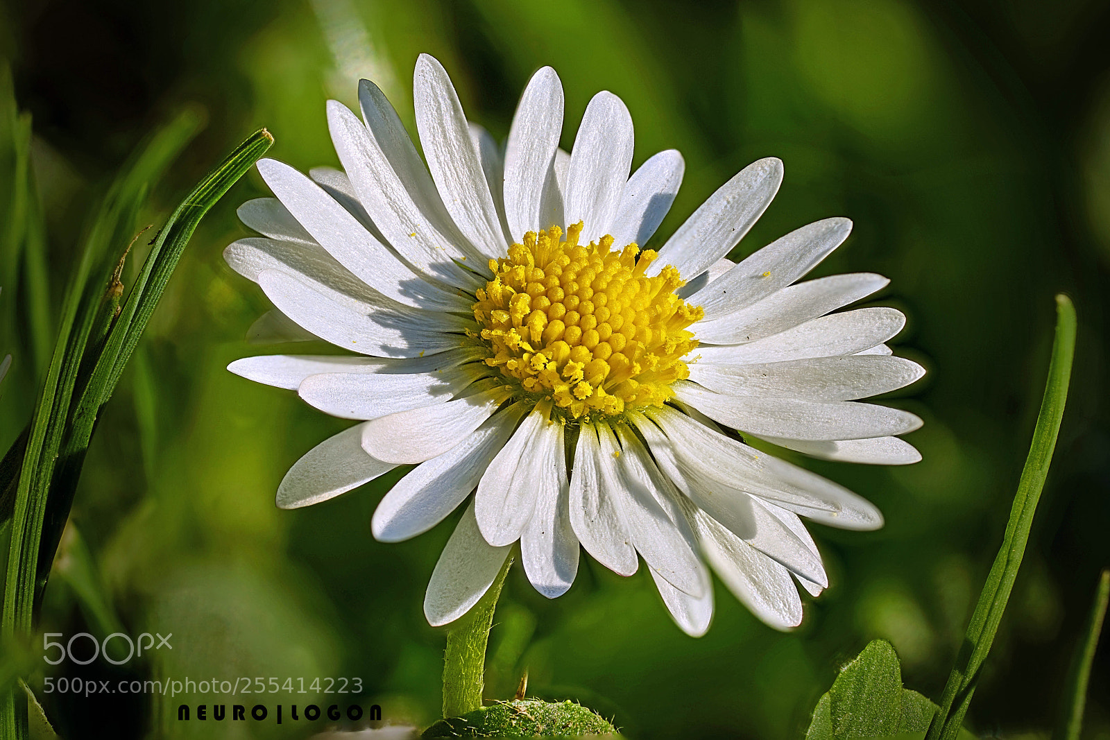 Sony a7R II sample photo. Daisy beauty photography