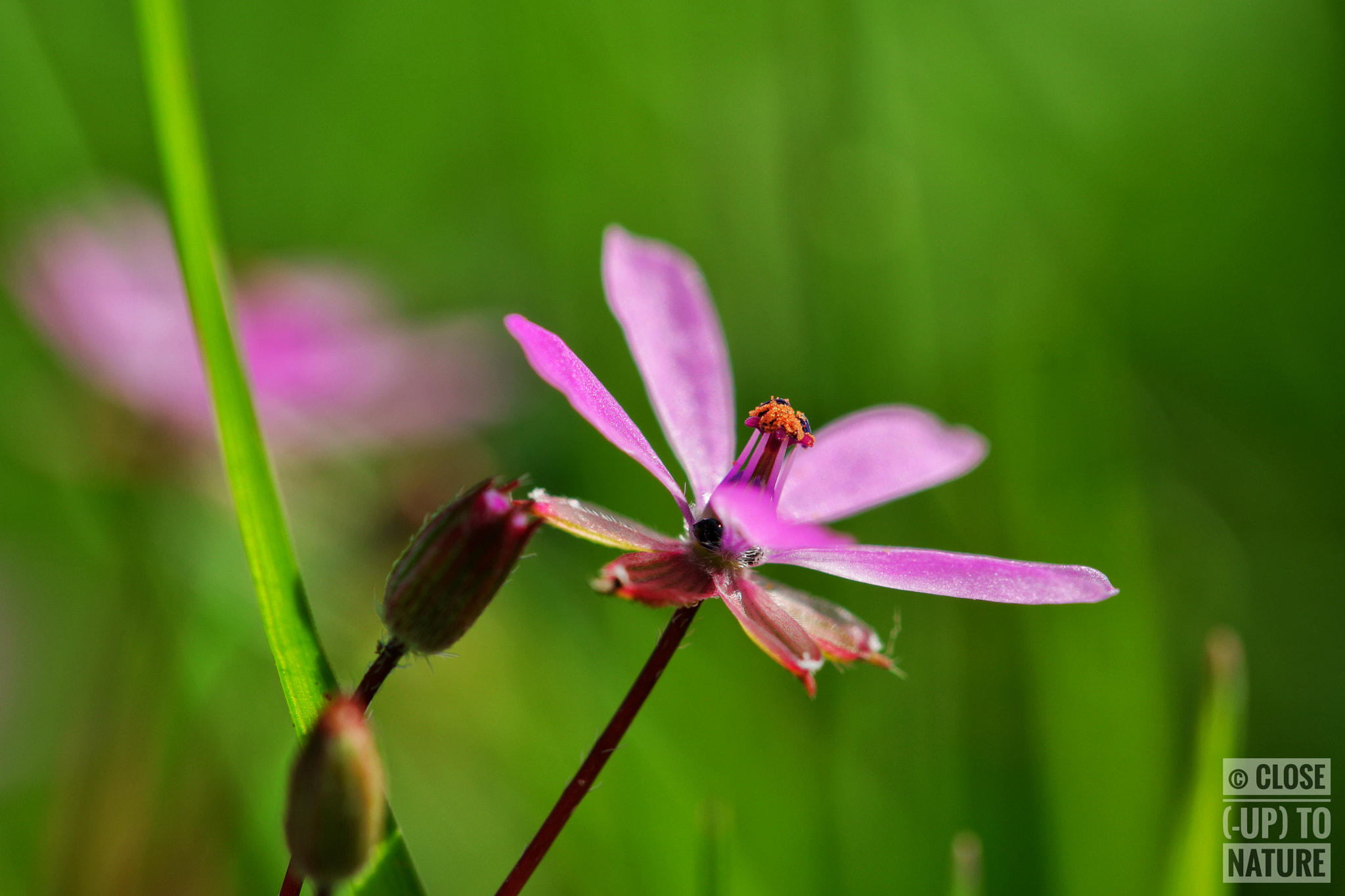 Samsung NX500 sample photo. Erodium cicutarium (3) photography