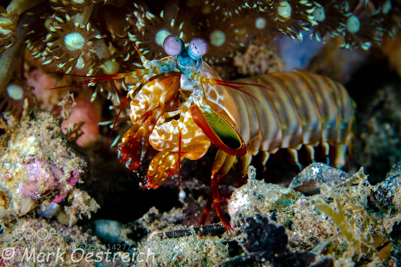 Canon EOS 70D sample photo. Mantis shrimp photography
