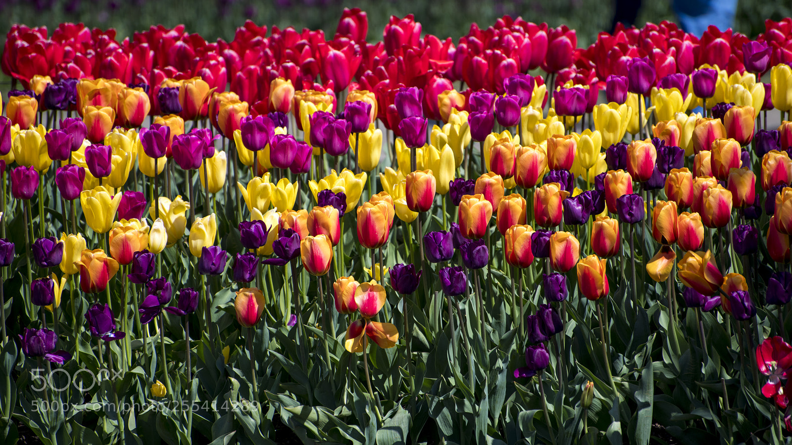 Nikon D850 sample photo. Taste the rainbow photography