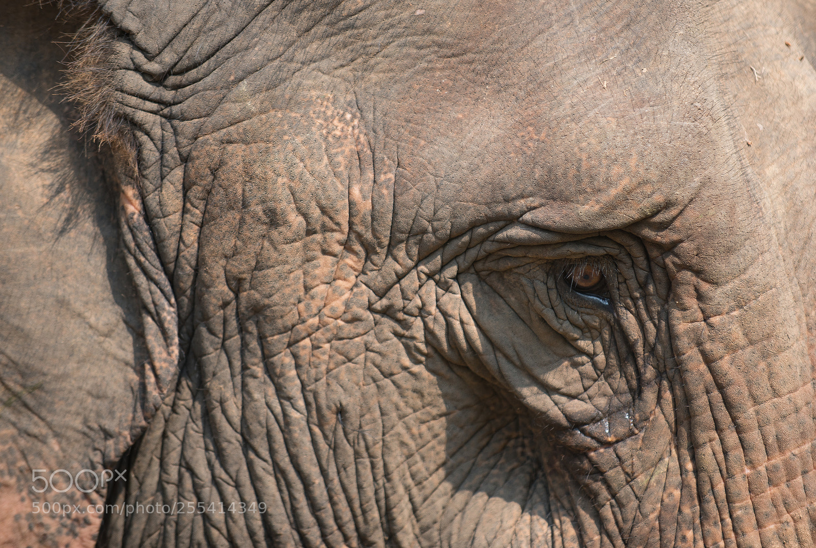 Nikon D750 sample photo. Elephant conservation center laos photography
