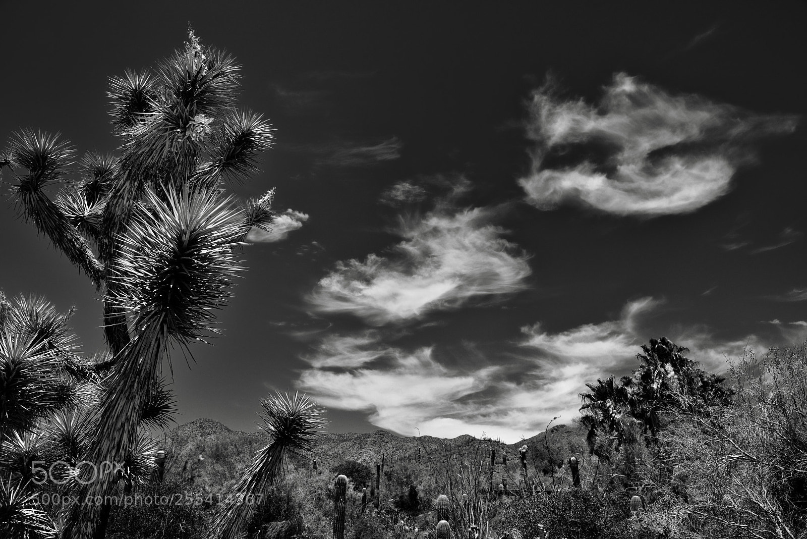 Nikon D800E sample photo. Blue skies with wisps photography