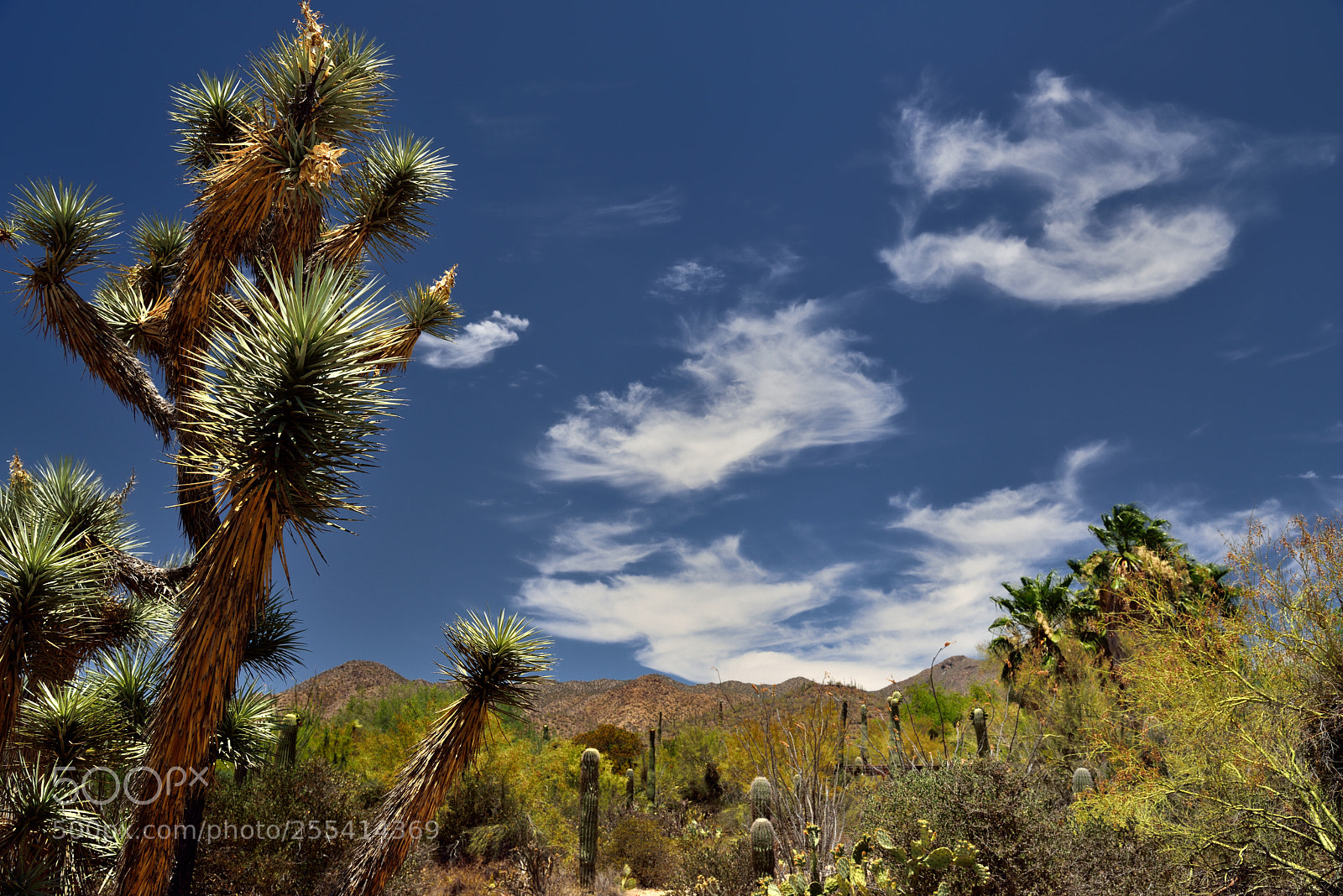 Nikon D800E sample photo. Blue skies with wisps photography