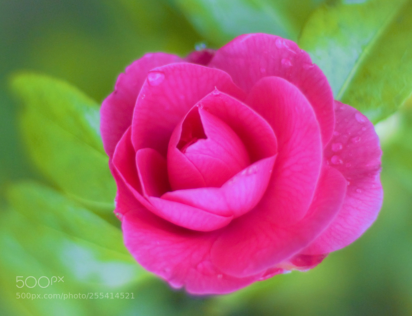 Canon EOS 60D sample photo. Camellia -- 茶花 photography