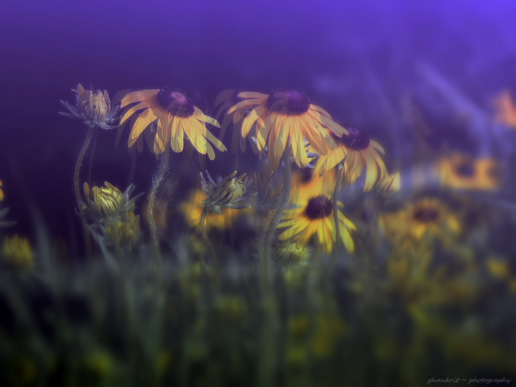 Sony Cyber-shot DSC-H10 sample photo. Spring dance.. photography