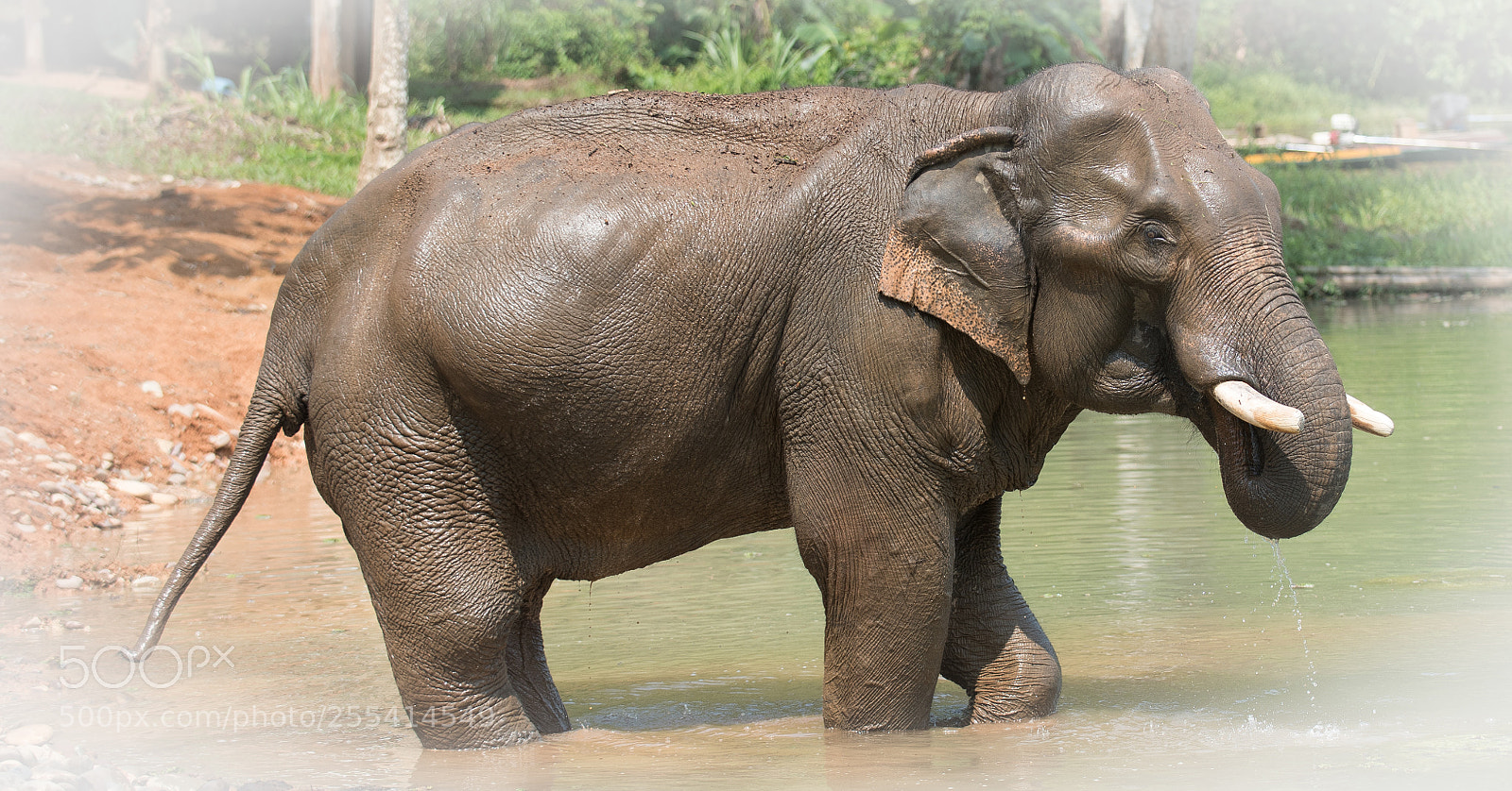 Nikon D750 sample photo. Elephant elephant conservation center photography