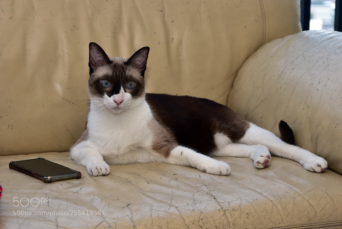 Nikon D5500 sample photo. Copy photography