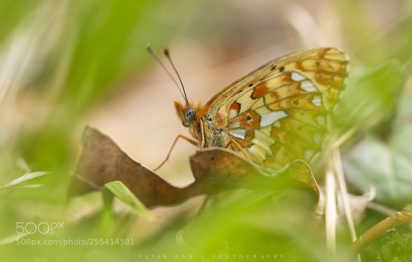 Canon EOS 6D sample photo. Pearl-bordered fritillary photography