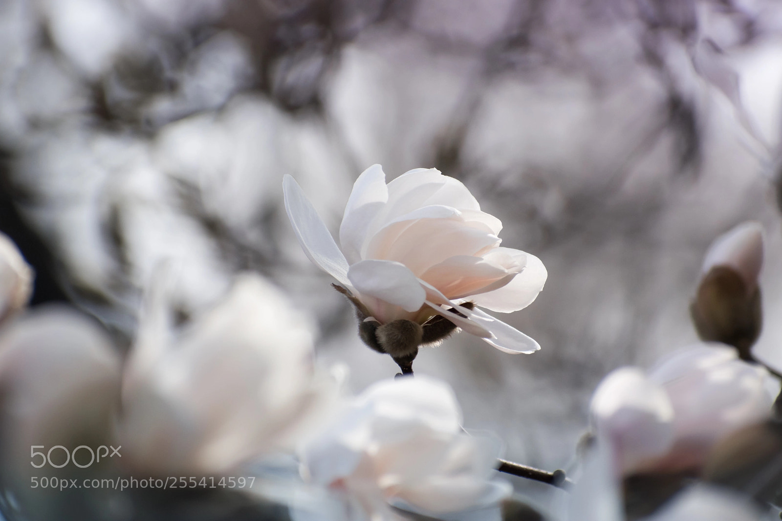 Nikon D5500 sample photo. Spring blossom photography