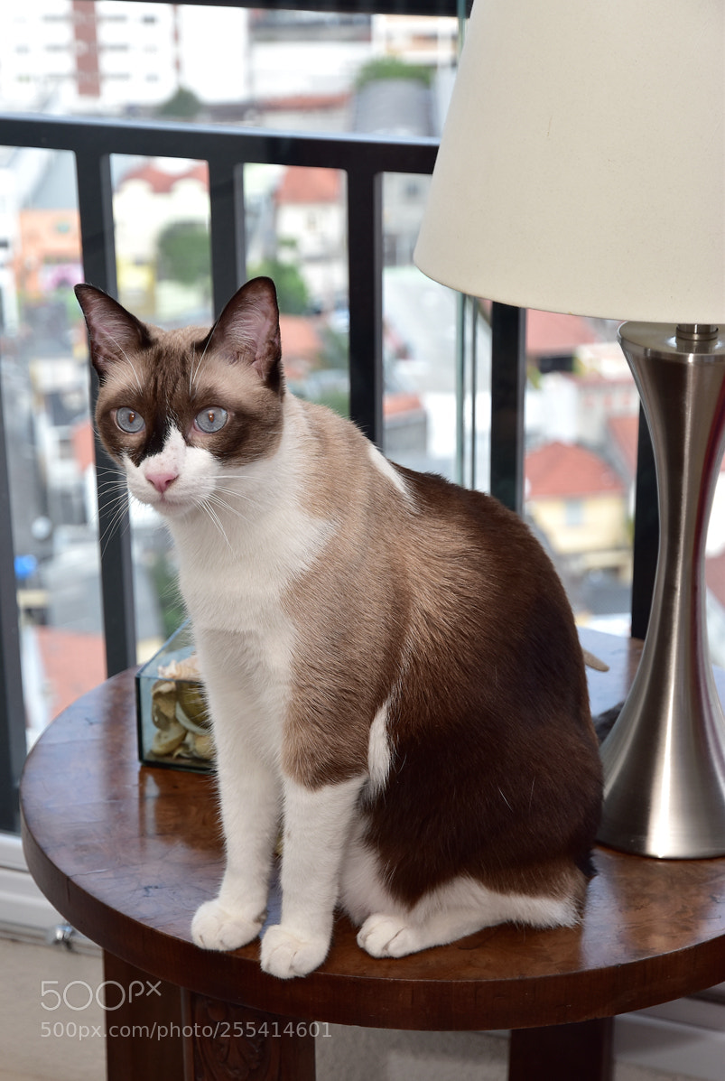 Nikon D5500 sample photo. Copy photography