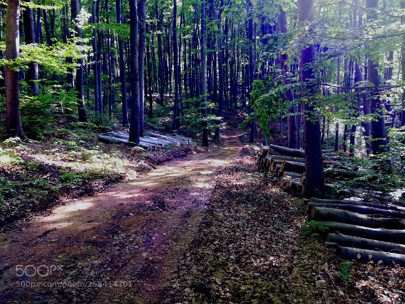 HUAWEI Mate 9 sample photo. Deep into the woods photography