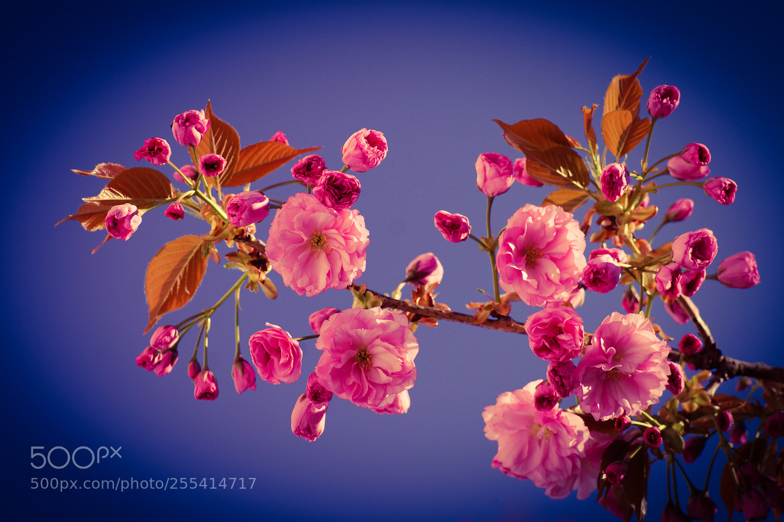 Sony SLT-A77 sample photo. Cherry photography