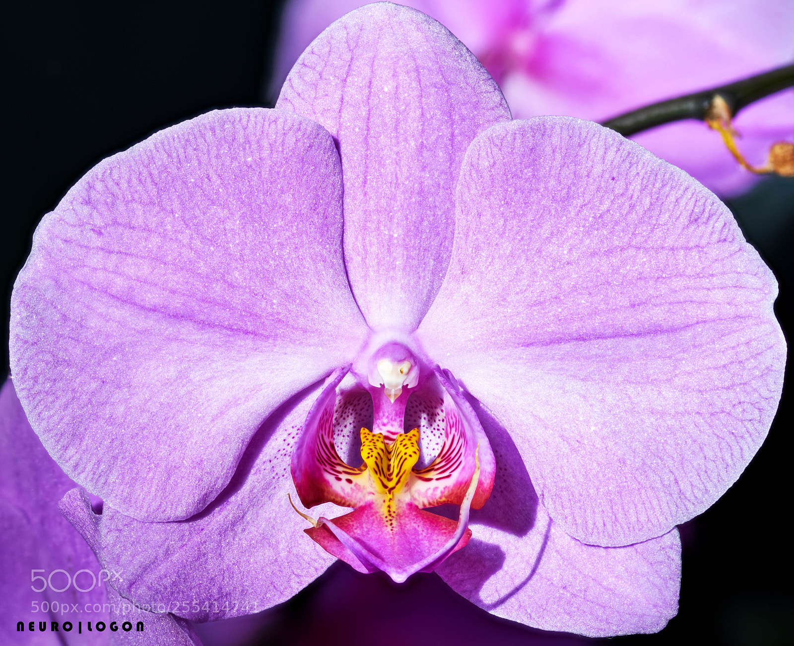 Sony a7R II sample photo. Violet orchid  photography