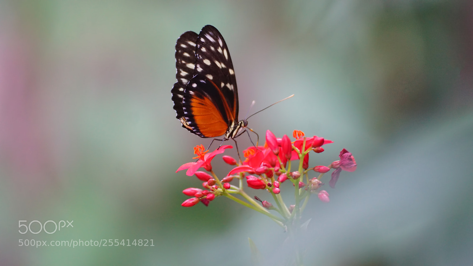 Sony ILCA-77M2 sample photo. Schmetterling photography
