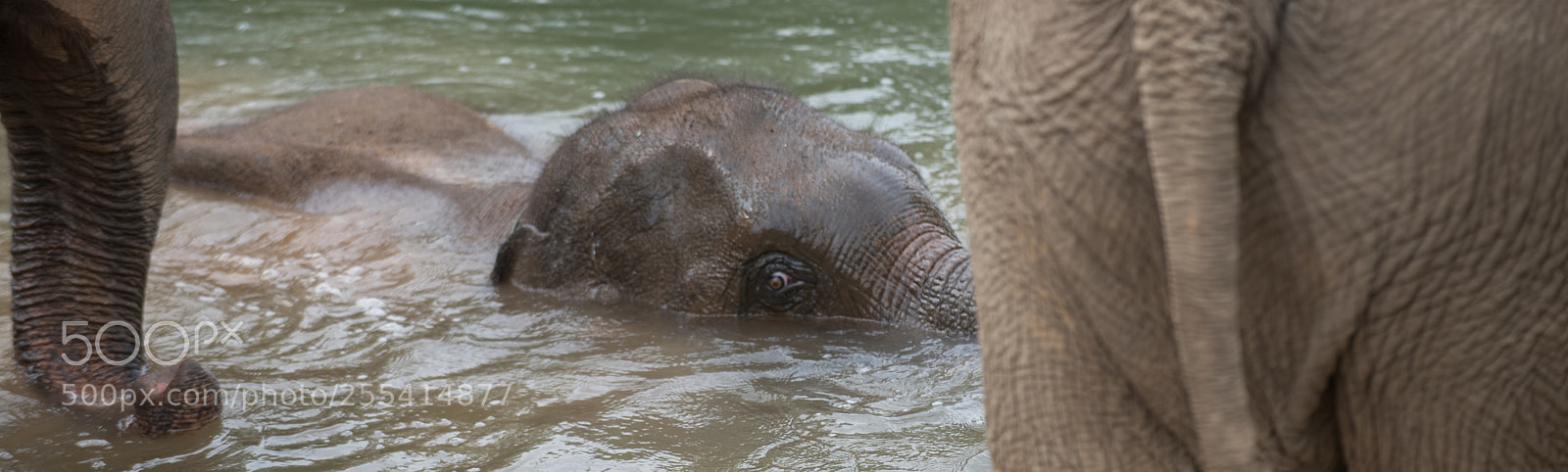 Nikon D750 sample photo. Elephant conservation center laos 3 photography
