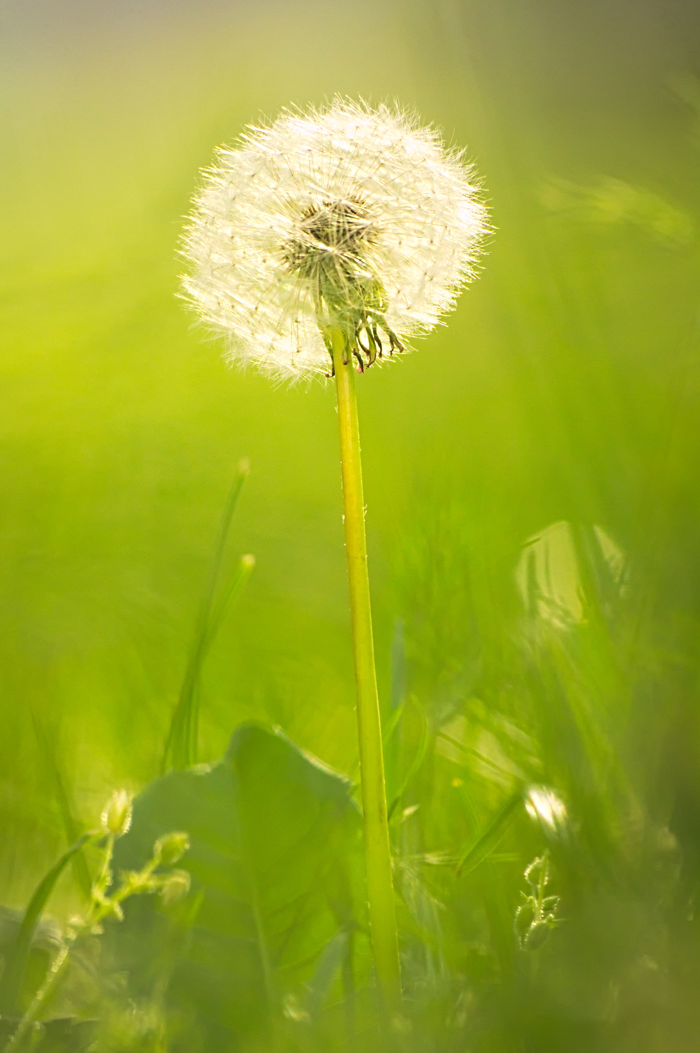 Canon EOS 1100D (EOS Rebel T3 / EOS Kiss X50) + Sigma 70-300mm F4-5.6 APO DG Macro sample photo. Dandelion dream photography