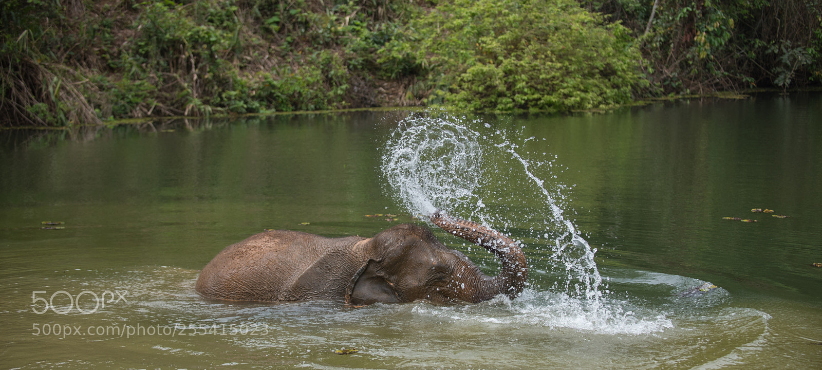 Nikon D750 sample photo. Elephant conservation center laos 4 photography