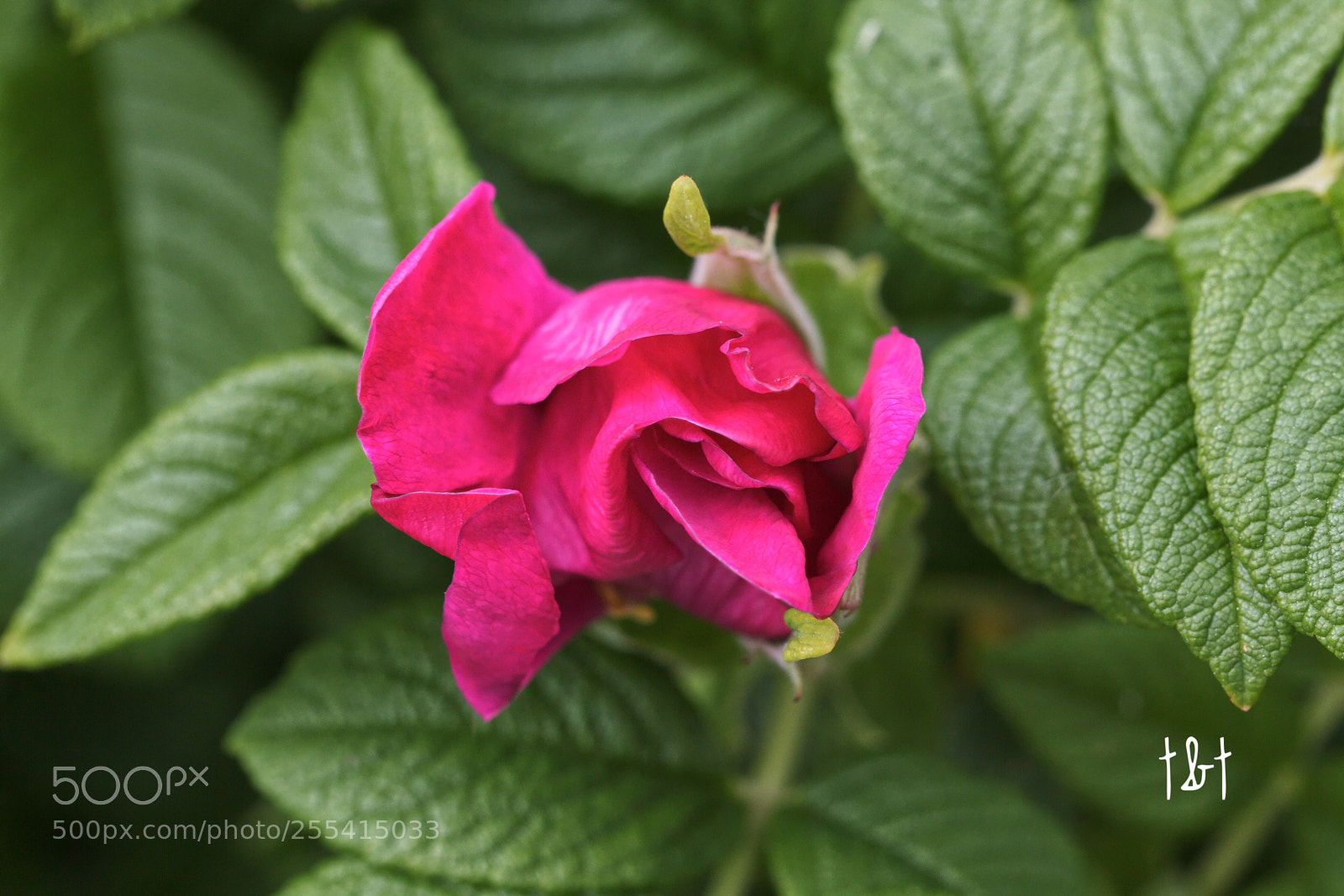 Canon EOS 7D sample photo. Untitled photography