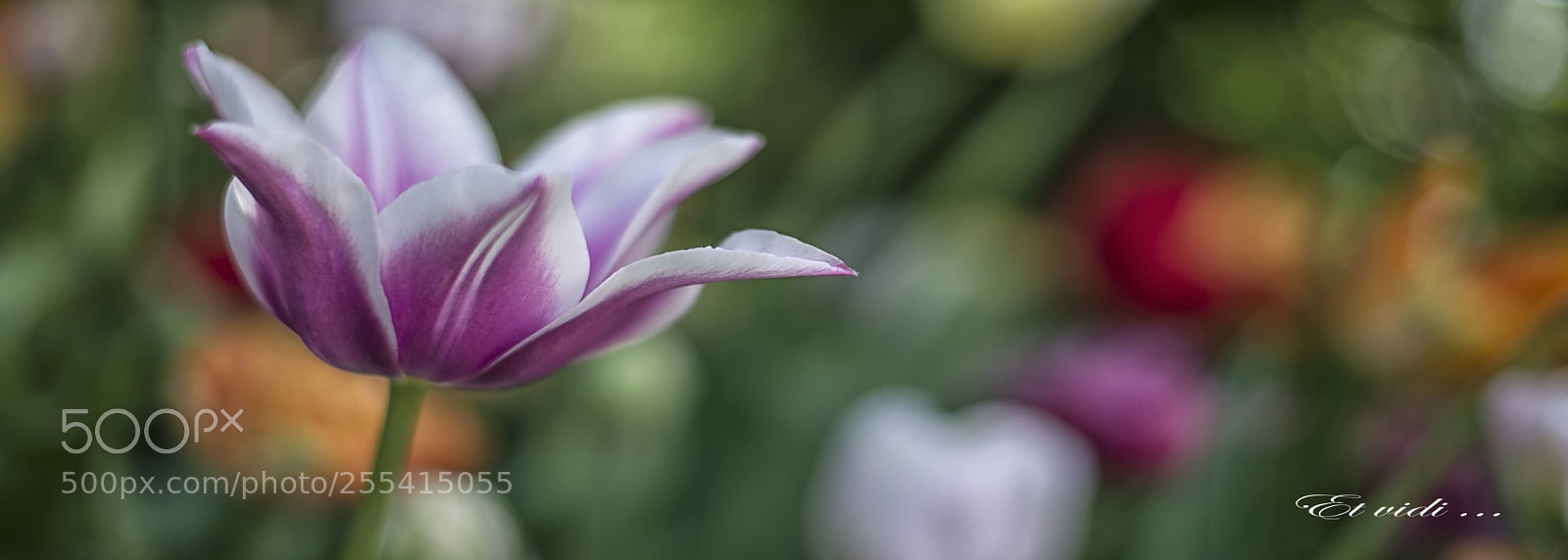 Nikon D610 sample photo. Untitled photography