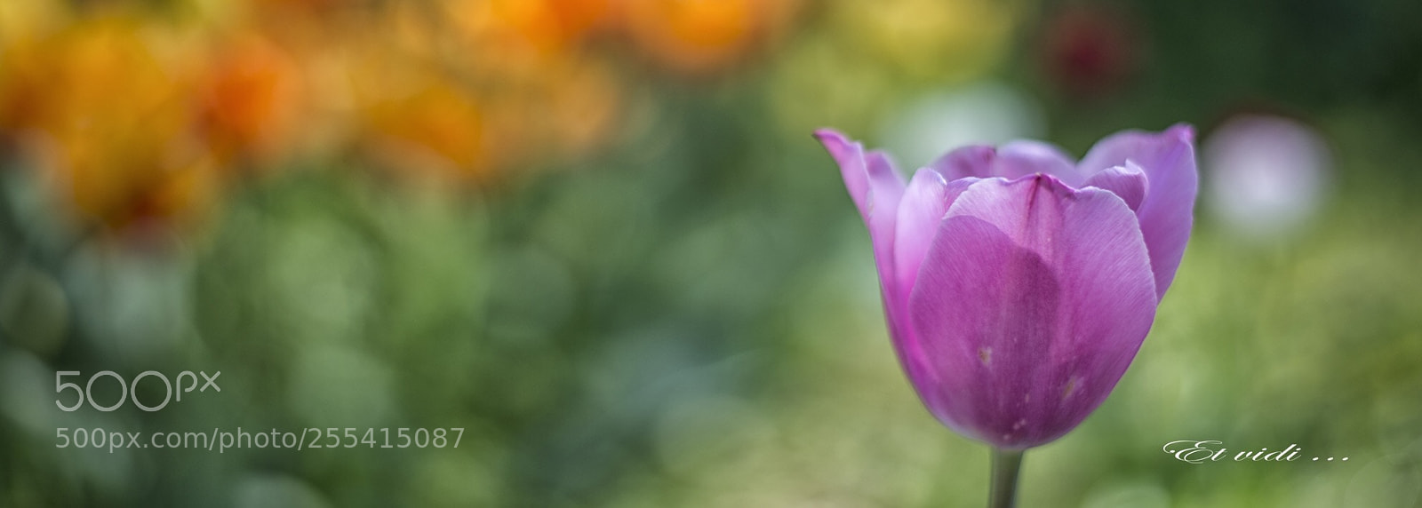 Nikon D610 sample photo. Untitled photography