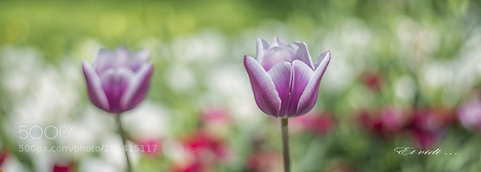 Nikon D610 sample photo. Untitled photography