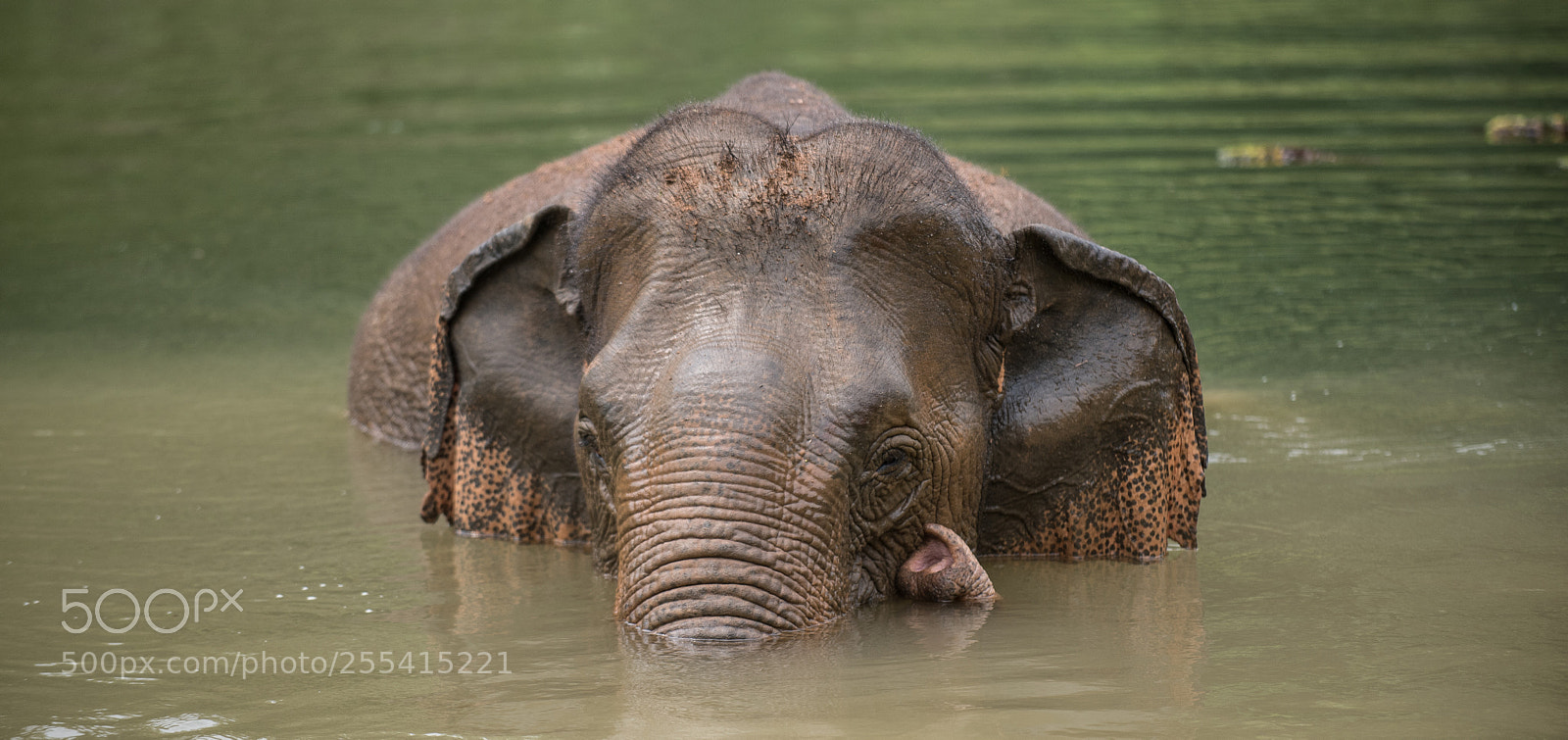 Nikon D750 sample photo. Elephant conservation center laos 5 photography
