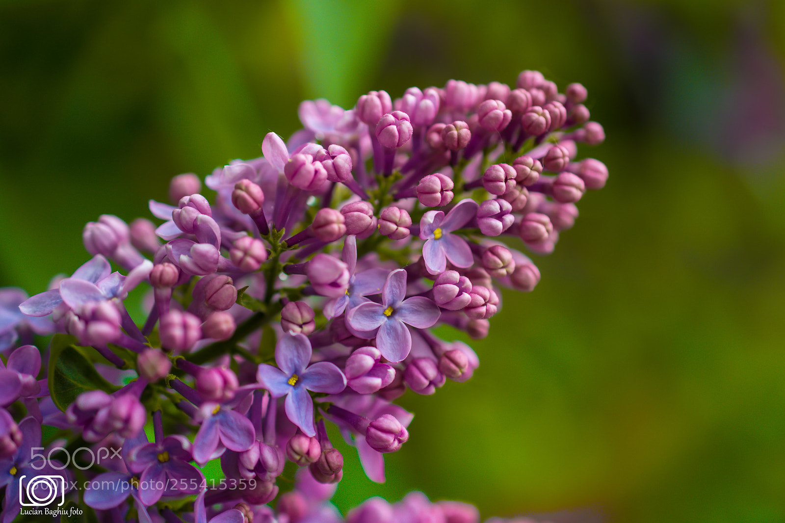Nikon D5200 sample photo. Pink blooming liliac photography
