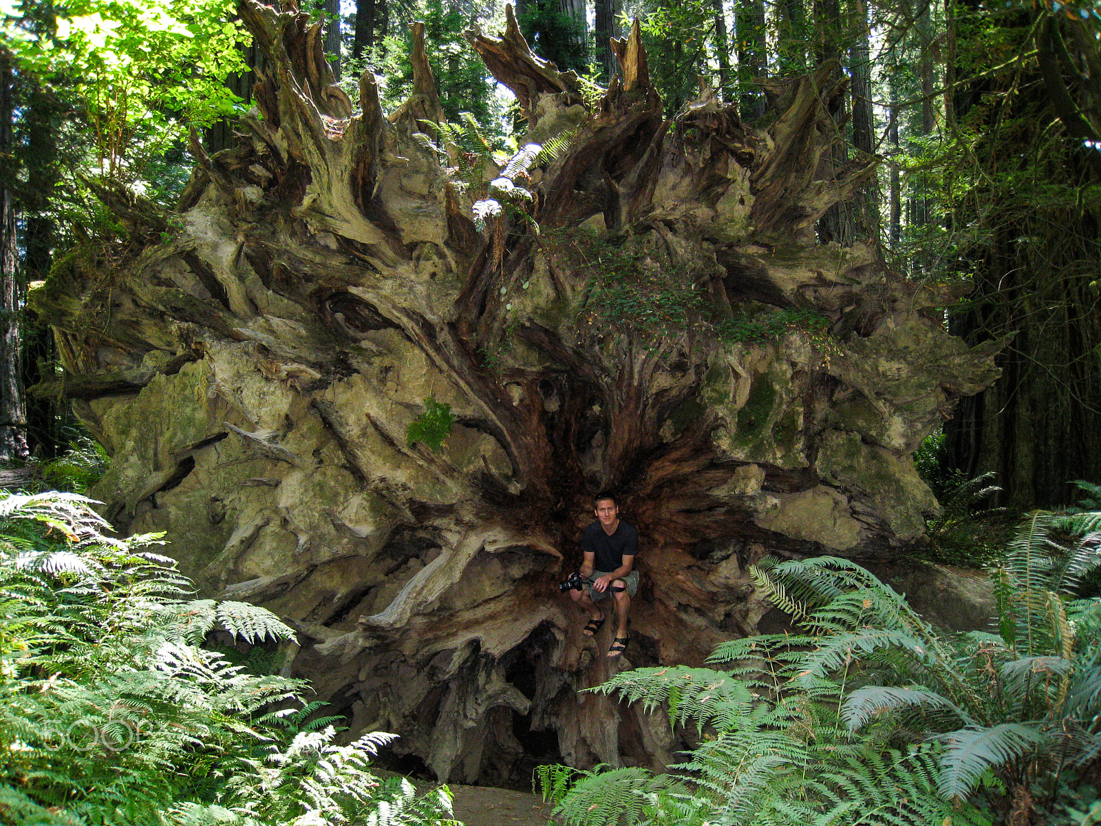 Canon POWERSHOT SD870 IS sample photo. Giant tree, giant roots photography