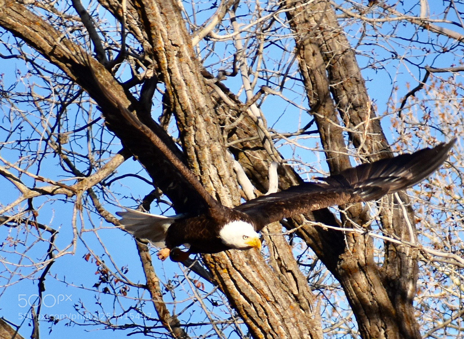 Nikon D3400 sample photo. Bald eagle ii photography