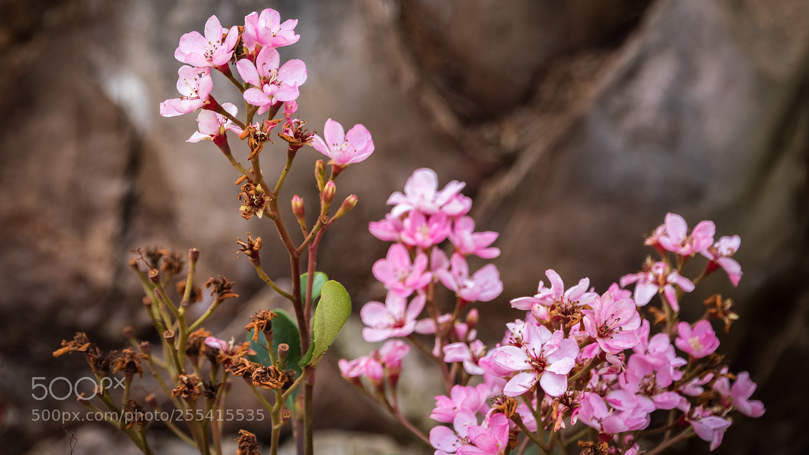 Canon EOS 80D sample photo. Pretty pink petals photography
