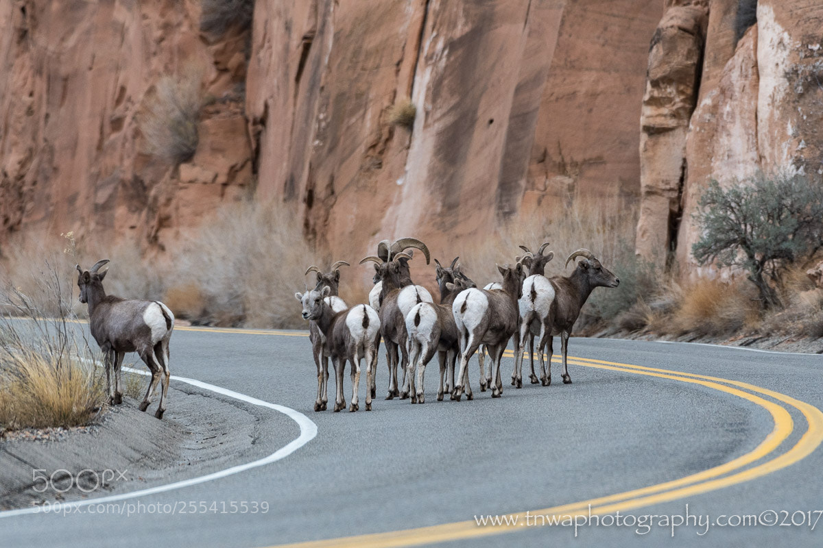 Nikon D500 sample photo. The "road block" photography