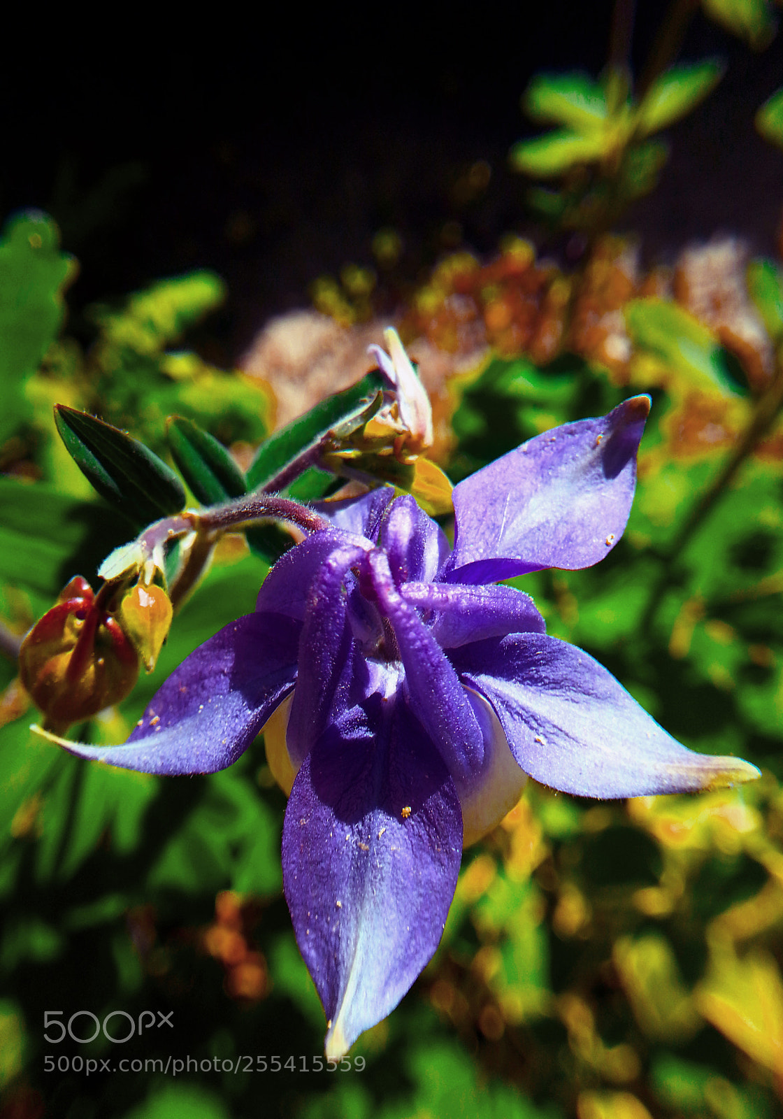 Samsung Galaxy Note2 sample photo. Flower photography