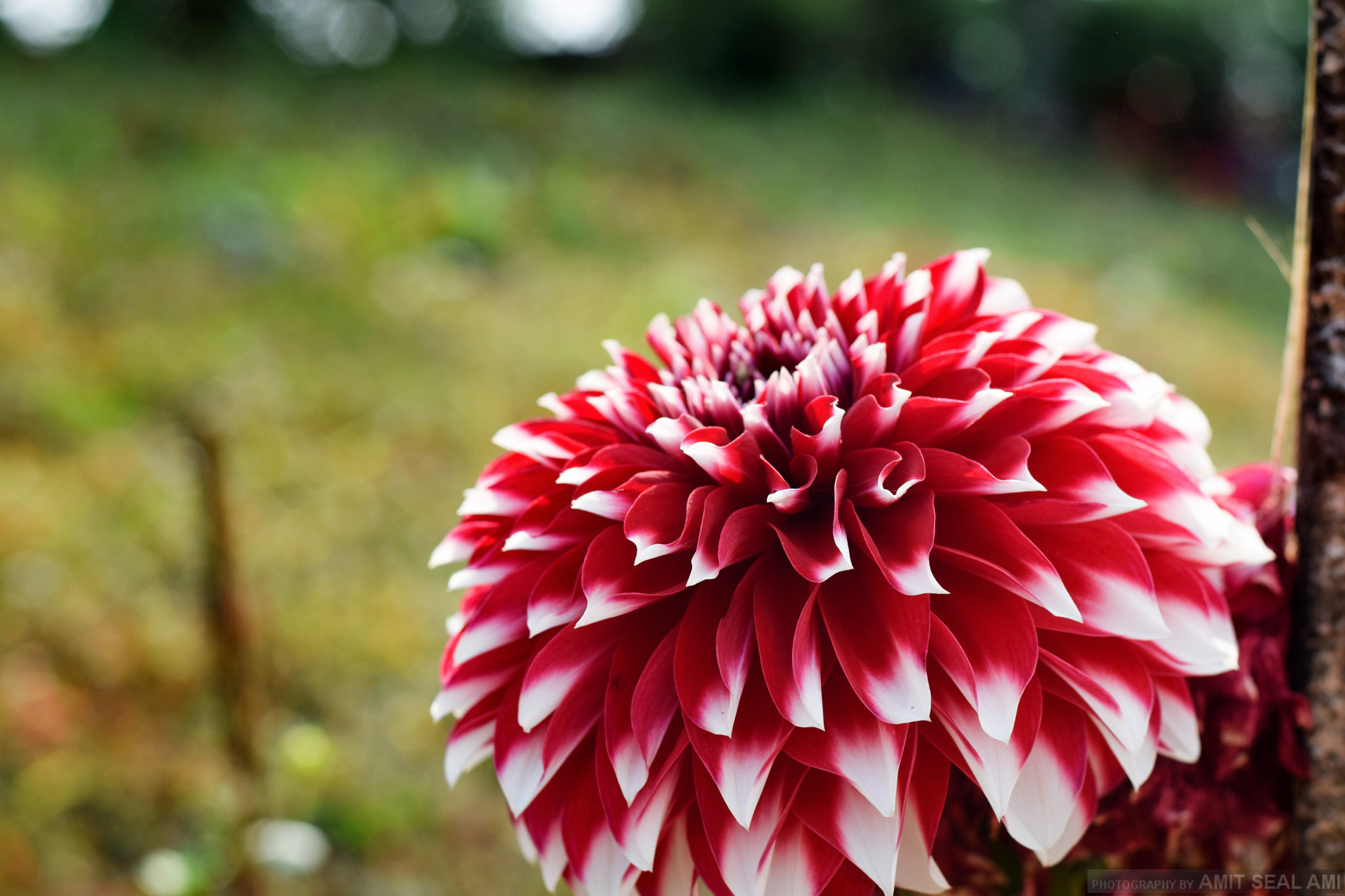 Nikon AF-S Nikkor 50mm F1.8G sample photo. I wonder which flower is it photography