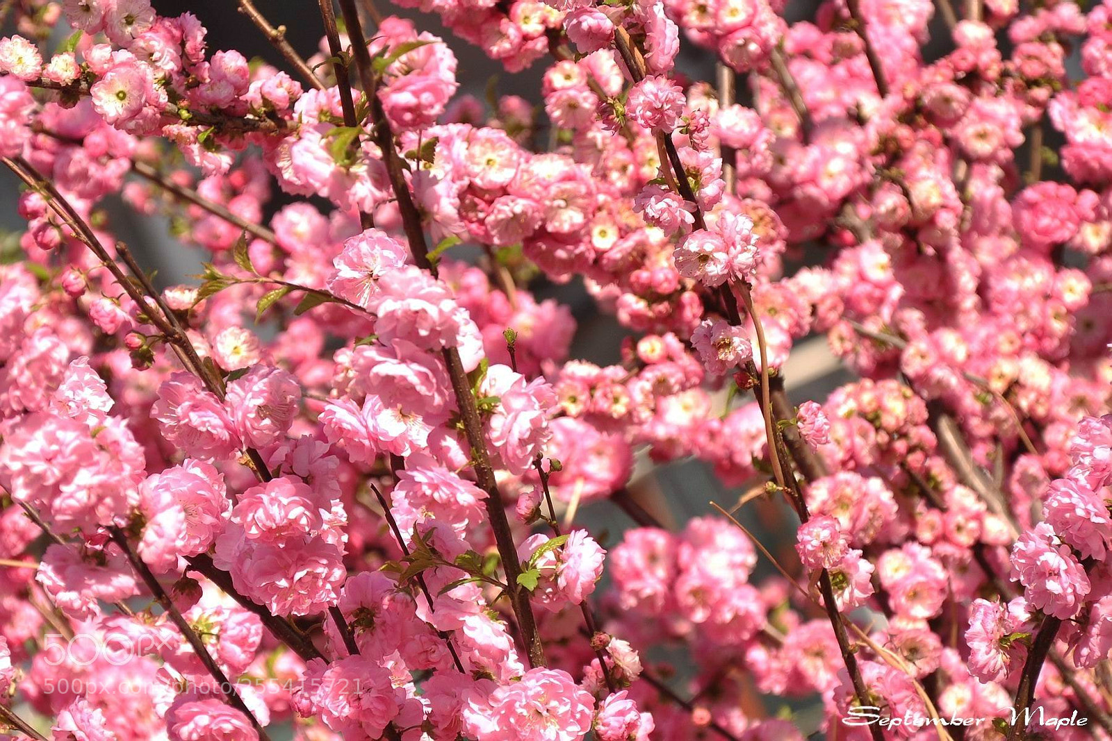 Nikon D90 sample photo. 春天的装点之二 photography