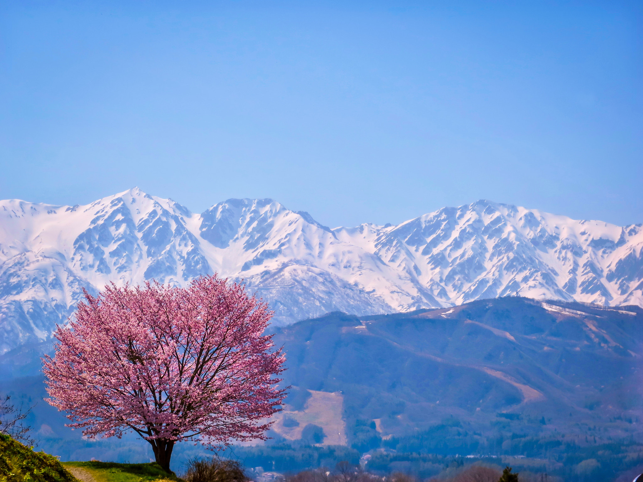 Canon PowerShot S120 sample photo. 1 cherry tree in full bloom and hakuba 3 mountai photography