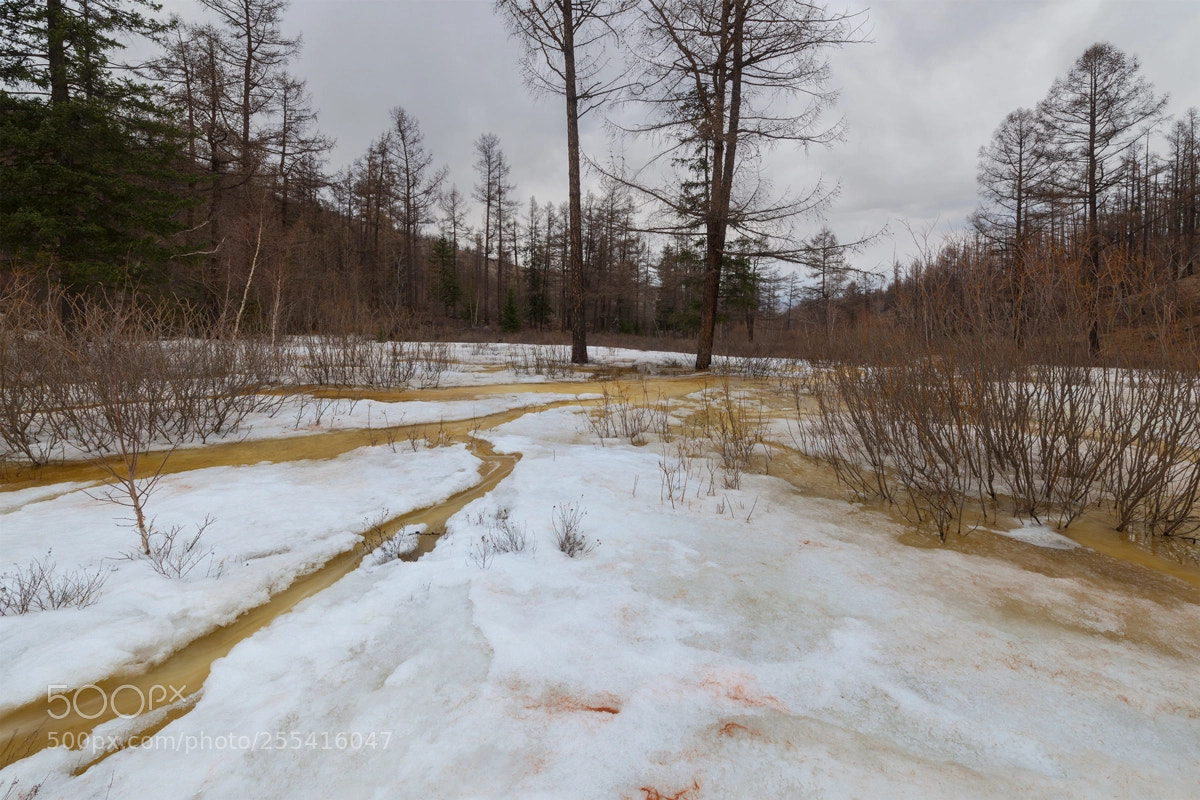 Nikon D800 sample photo. Mountain forest spring photography