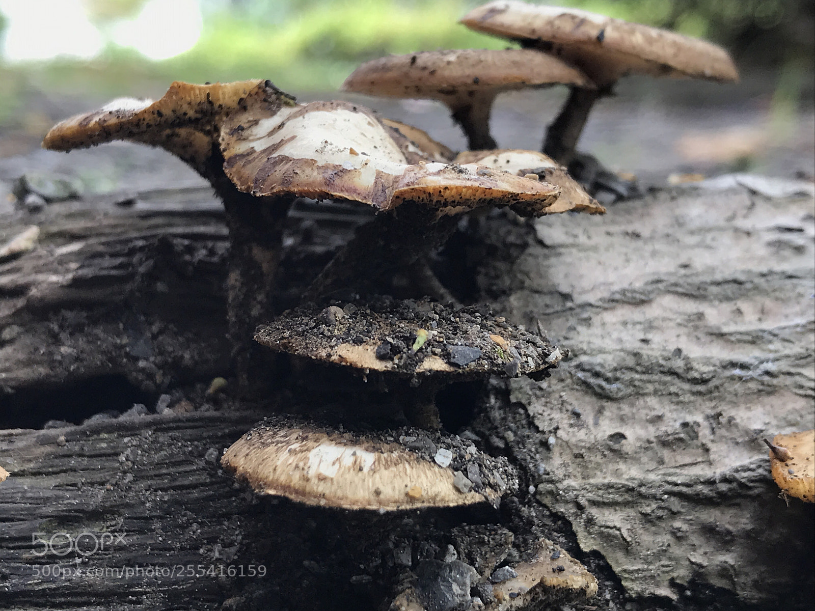 Apple iPhone 7 sample photo. Untitled photography