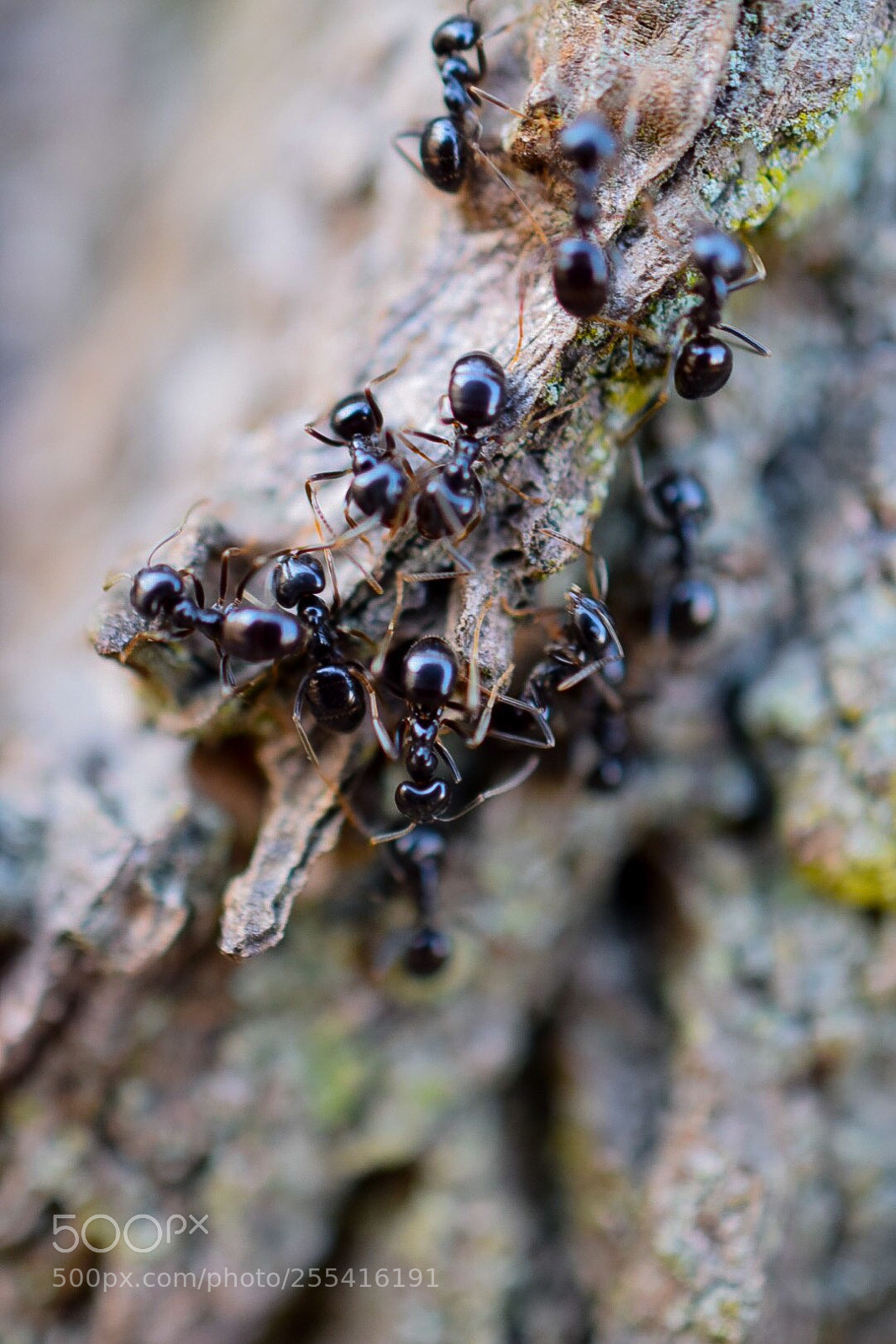 Nikon D5300 sample photo. Some ants on their photography