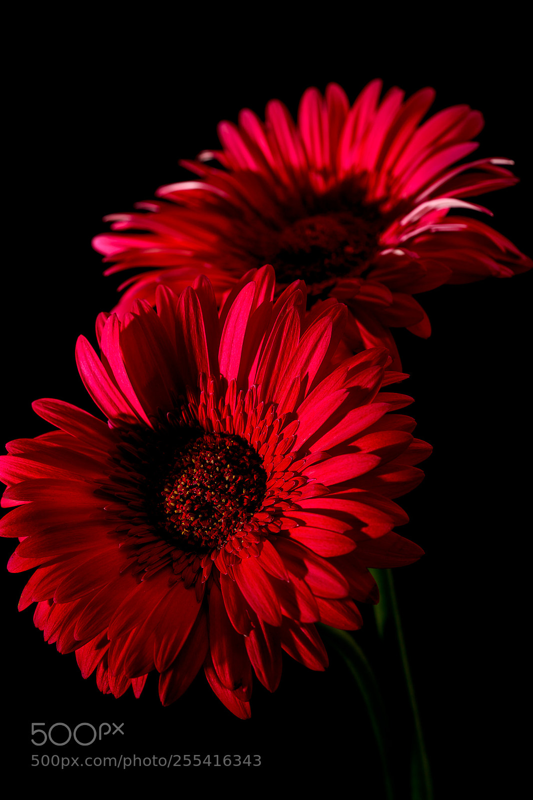 Sony a7R II sample photo. Gerbera photography