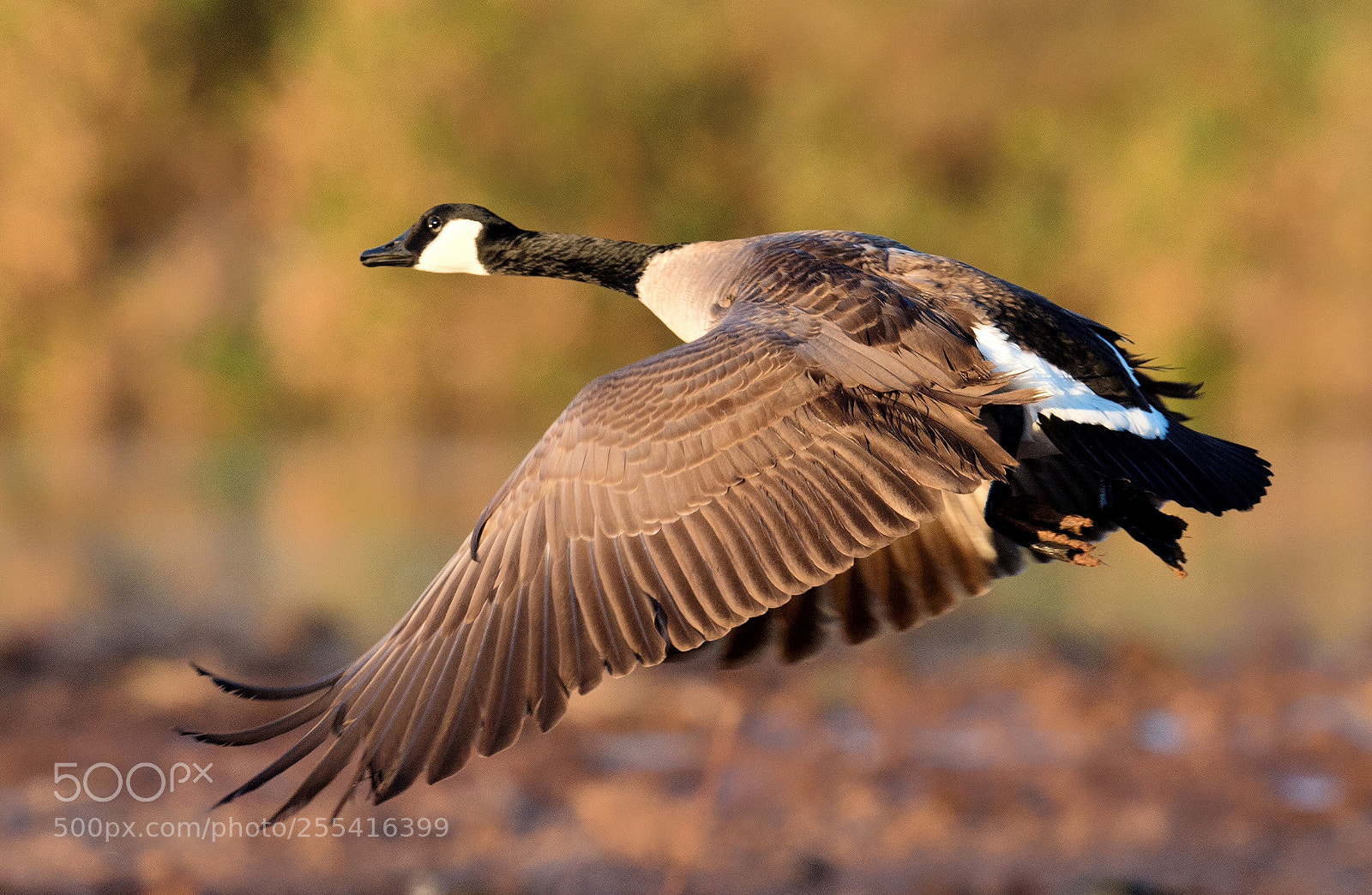 Nikon D4S sample photo. Canadian goose photography