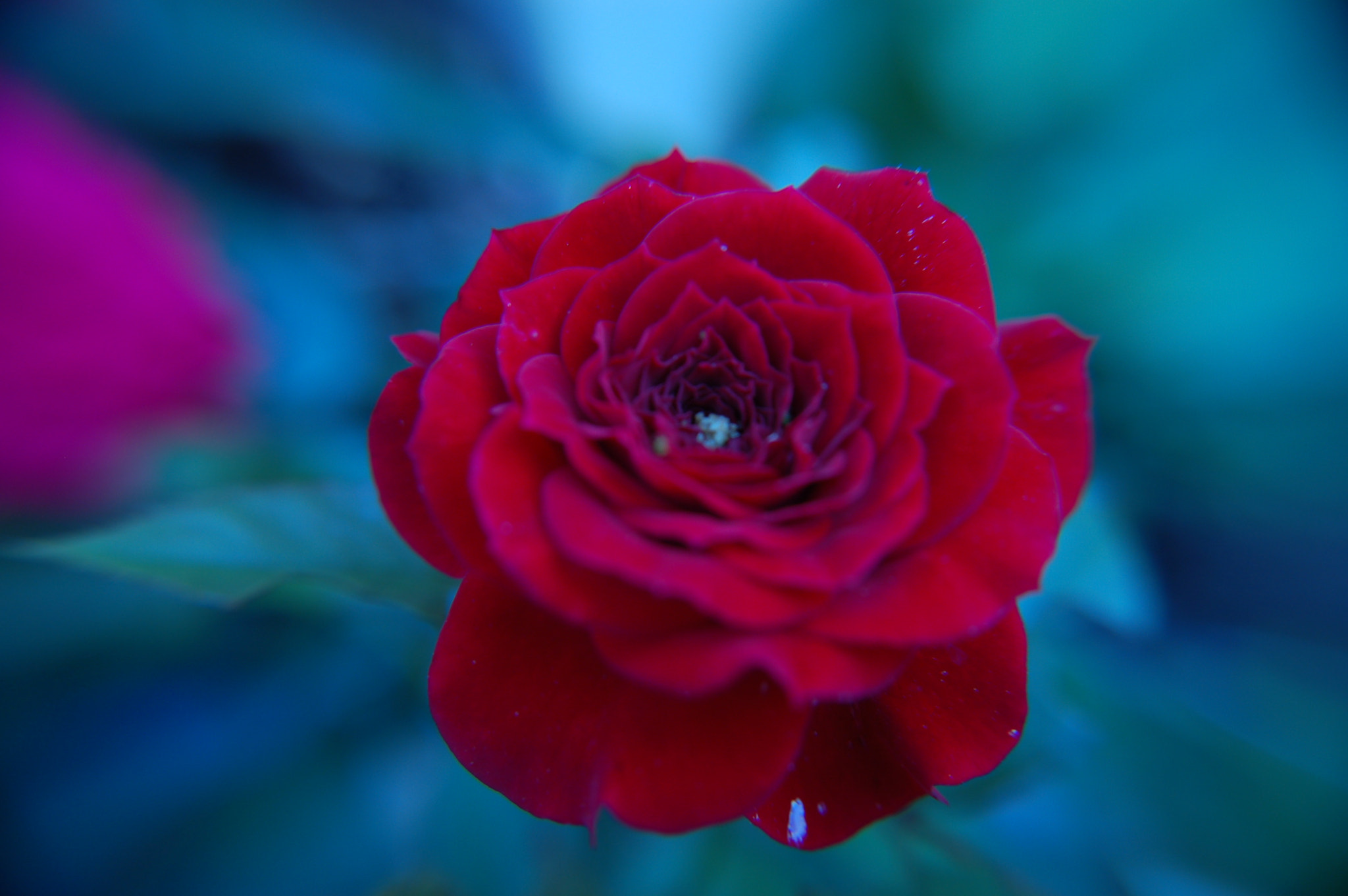 Nikon D50 sample photo. Rose photography