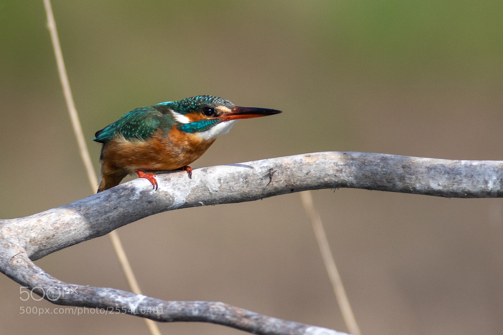 Canon EOS 7D Mark II sample photo. Kingfisher - alcedo atthis photography