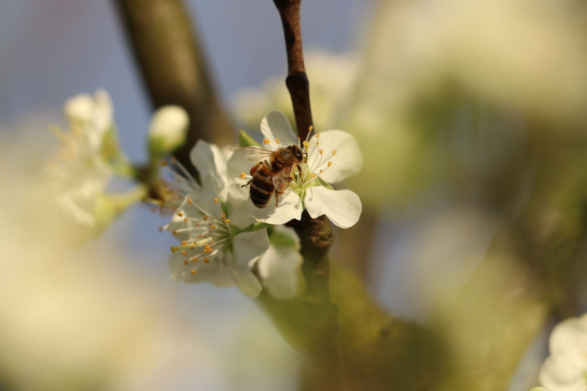 Canon EF 70-300 F4-5.6 IS II USM sample photo. Biene bei der arbeit photography