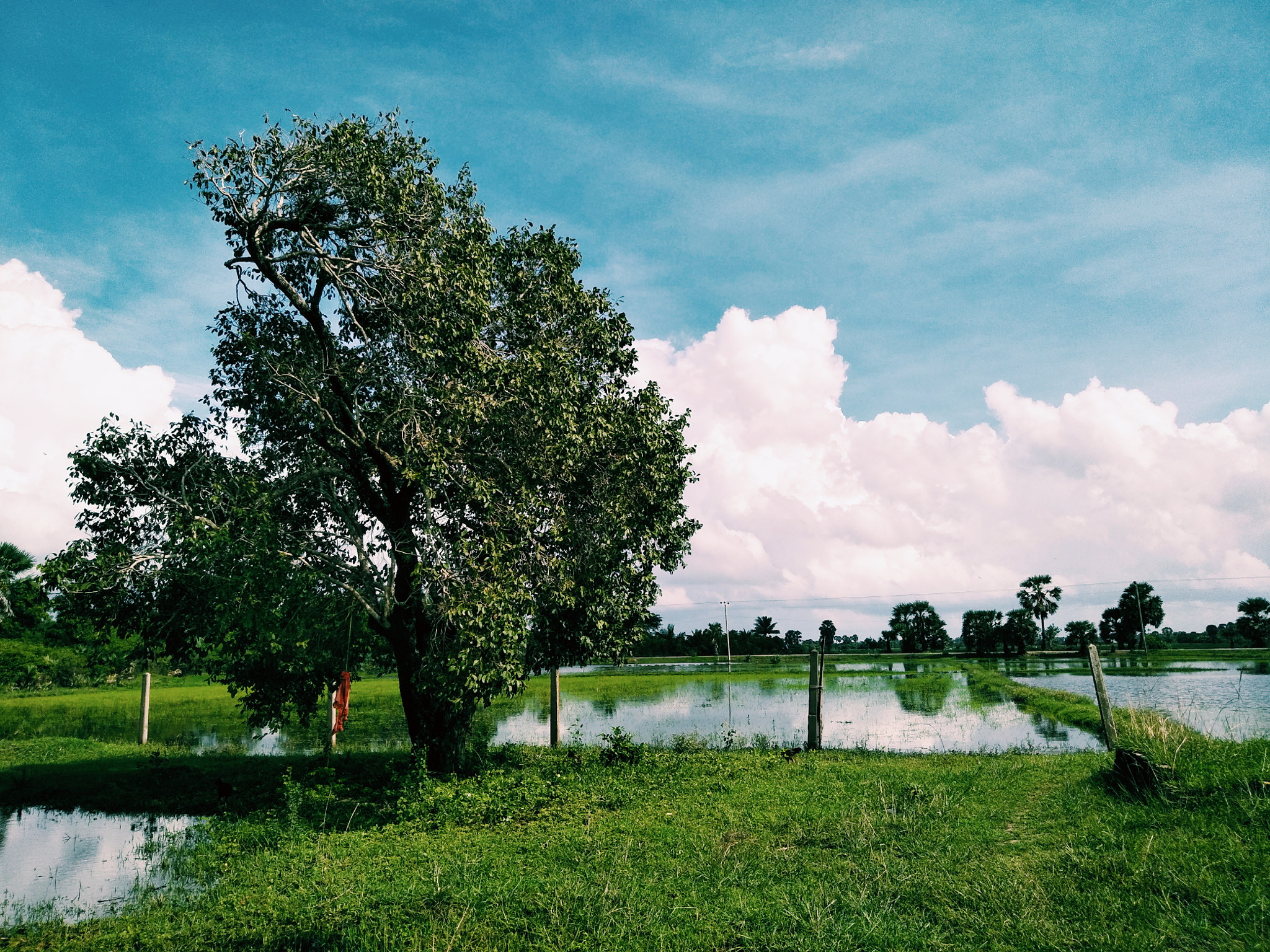 OPPO CPH1701 sample photo