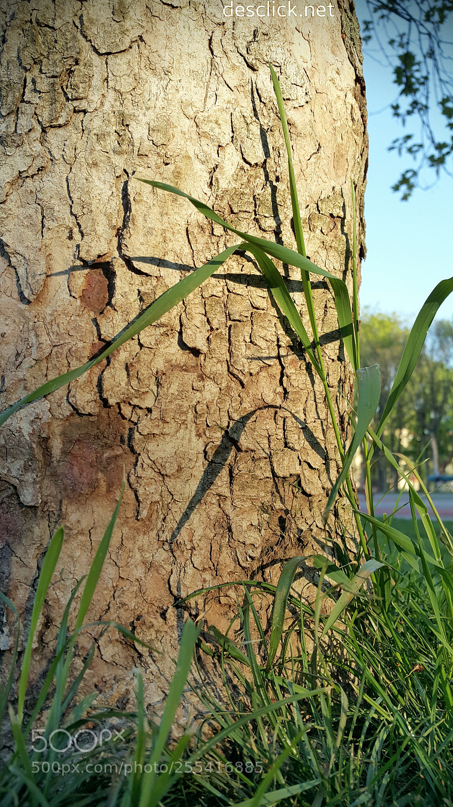 Samsung Galaxy Note4 sample photo. Details, by the morning photography