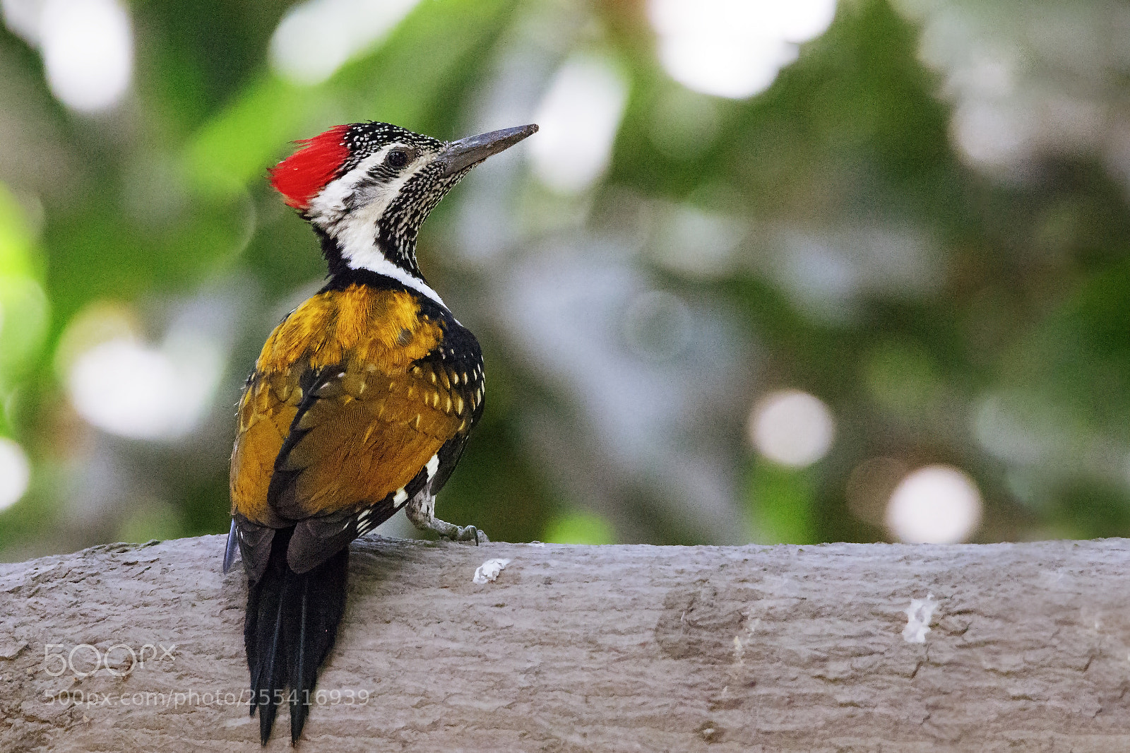Canon EOS 7D Mark II sample photo. Black-rumped flameback woodpecker photography