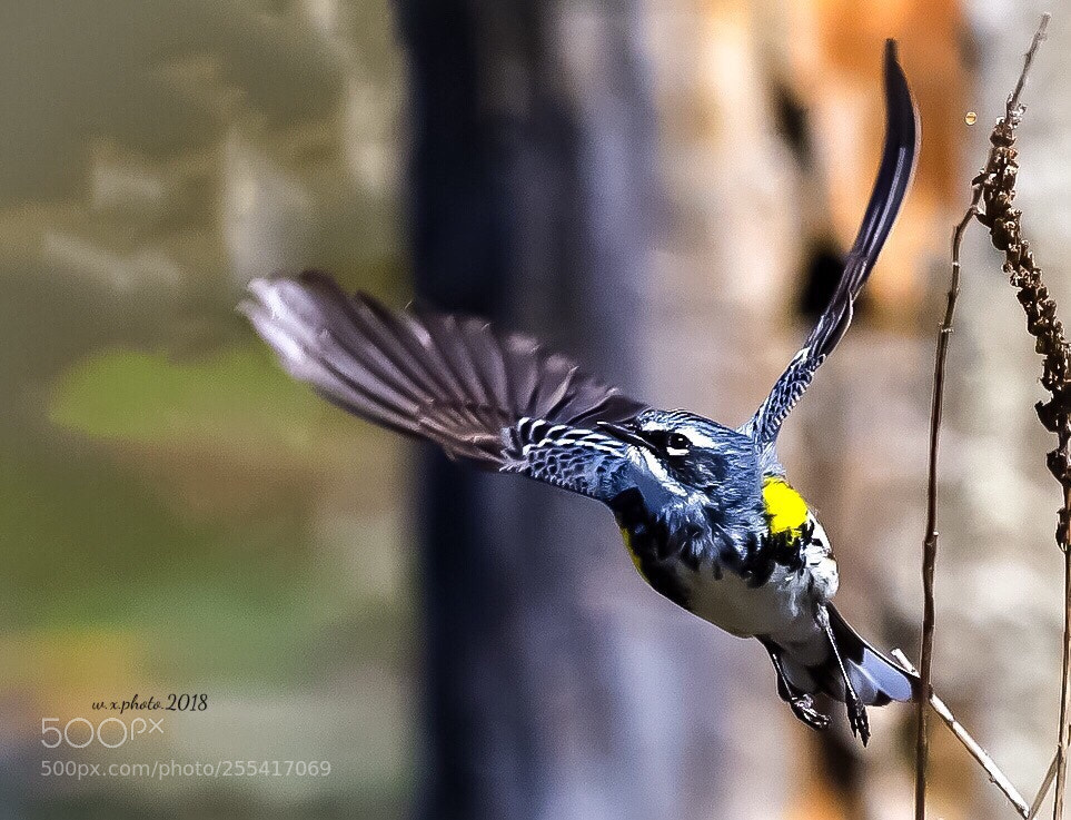 Canon EOS 7D Mark II sample photo. Yellow rumped warbler photography