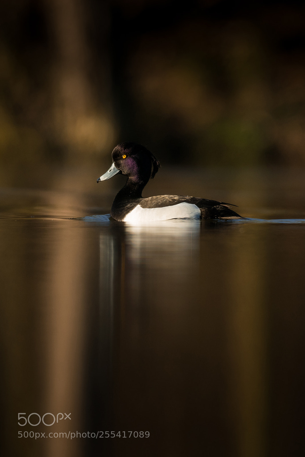 Nikon D500 sample photo. The tufted duck photography